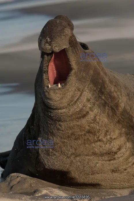 : Southern Elephant Seal (Mirounga leonina) : Southern Elephant Seal (Mirounga leonina)