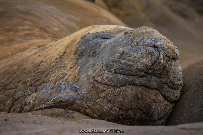 : Southern elephant seal (Mirounga leonina) and Blackish : Southern elephant seal (Mirounga leonina) and Blackish