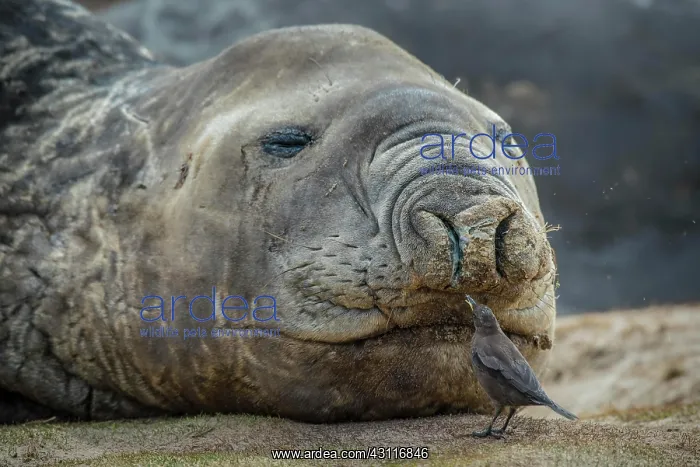 : Southern elephant seal (Mirounga leonina) and Blackish : Southern elephant seal (Mirounga leonina) and Blackish