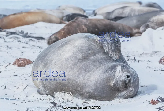 : Southern Elephant Seal (Mirounga leonina) calf relaxing : Southern Elephant Seal (Mirounga leonina) calf relaxing