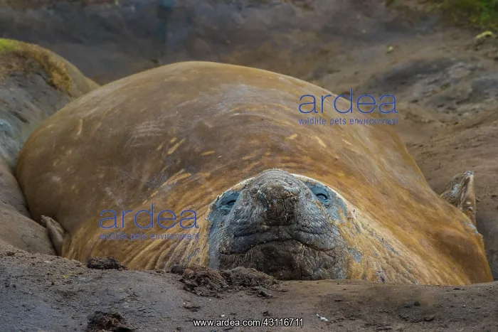 : Southern elephant seal (Mirounga leonina), Carcass : Southern elephant seal (Mirounga leonina), Carcass