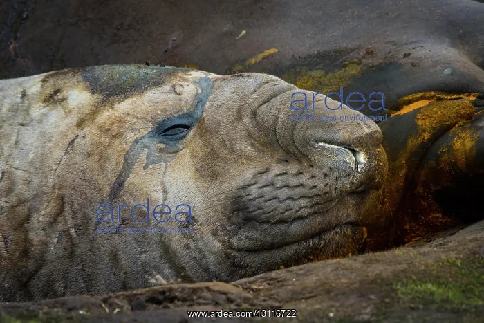 : Southern elephant seal (Mirounga leonina), Carcass : Southern elephant seal (Mirounga leonina), Carcass