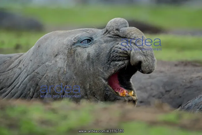 : Southern elephant seal (Mirounga leonina), Carcass : Southern elephant seal (Mirounga leonina), Carcass