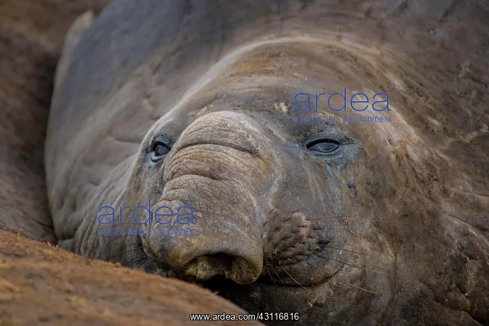  : Southern elephant seal (Mirounga leonina), Carcass