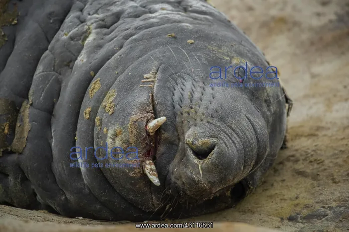 : Southern elephant seal (Mirounga leonina), Carcass : Southern elephant seal (Mirounga leonina), Carcass
