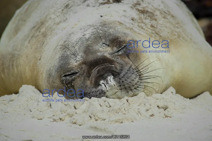 : Southern elephant seal (Mirounga leonina), Carcass : Southern elephant seal (Mirounga leonina), Carcass