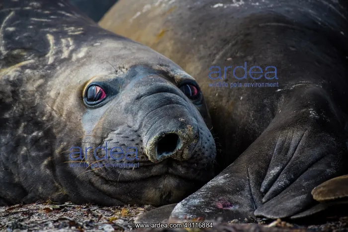 : Southern elephant seal (Mirounga leonina), Carcass : Southern elephant seal (Mirounga leonina), Carcass