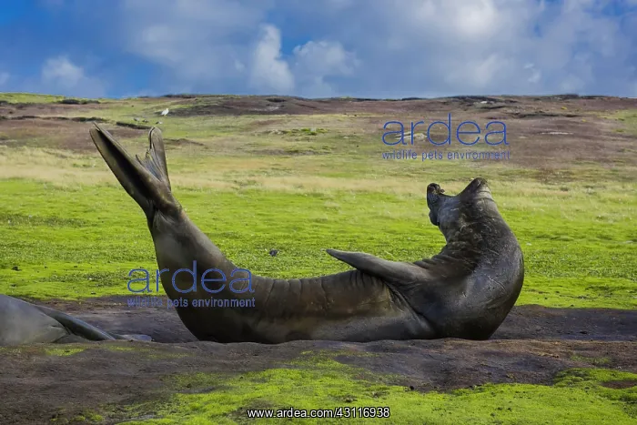 : Southern elephant seal (Mirounga leonina), Carcass : Southern elephant seal (Mirounga leonina), Carcass