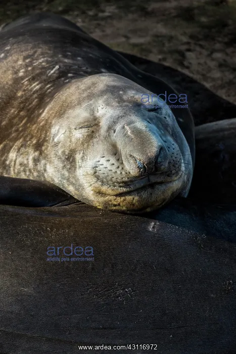 : Southern elephant seal (Mirounga leonina), Carcass : Southern elephant seal (Mirounga leonina), Carcass