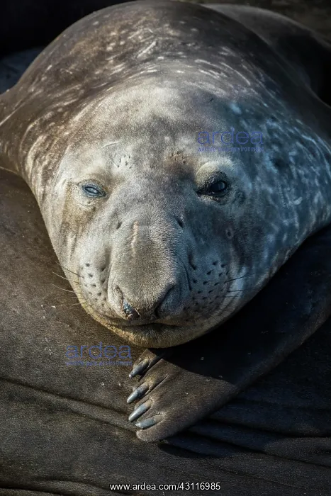 : Southern elephant seal (Mirounga leonina), Carcass : Southern elephant seal (Mirounga leonina), Carcass