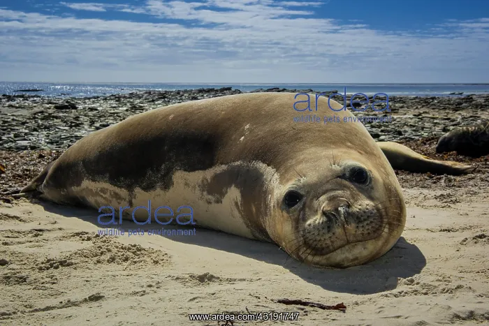 : Southern elephant seal (Mirounga leonina), female : Southern elephant seal (Mirounga leonina), female
