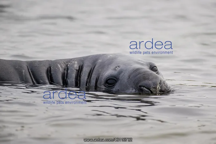 : Southern elephant seal (Mirounga leonina) lies in : Southern elephant seal (Mirounga leonina) lies in