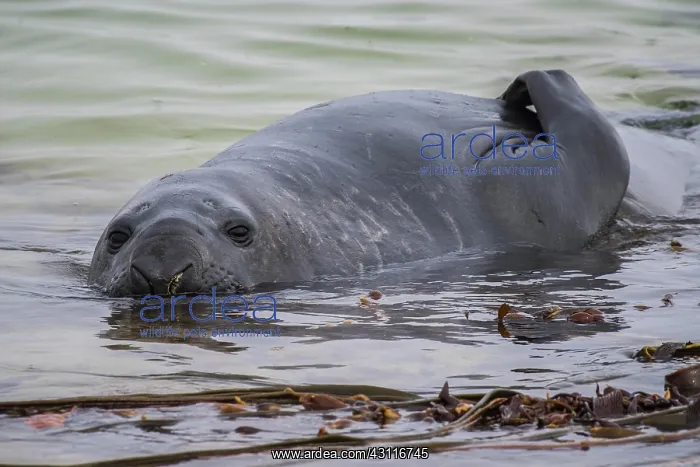 : Southern elephant seal (Mirounga leonina) lies in : Southern elephant seal (Mirounga leonina) lies in