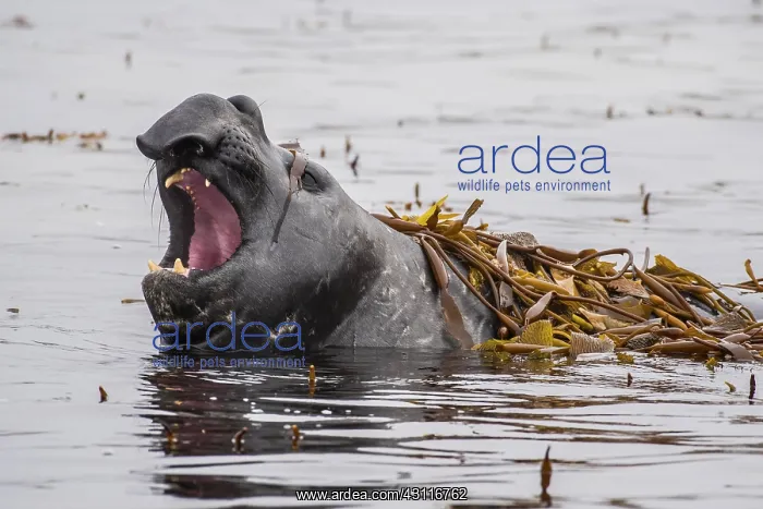 : Southern elephant seal (Mirounga leonina) lies in : Southern elephant seal (Mirounga leonina) lies in
