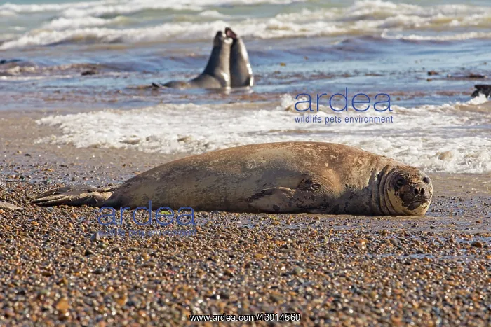 : Southern Elephant Seal (Mirounga leonina) lying : Southern Elephant Seal (Mirounga leonina) lying
