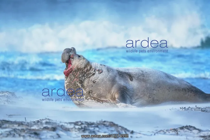 : Southern elephant seal (Mirounga leonina) male roaring : Southern elephant seal (Mirounga leonina) male roaring