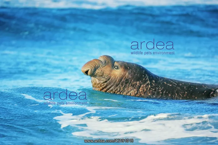: Southern elephant seal (Mirounga leonina) male swimming : Southern elephant seal (Mirounga leonina) male swimming