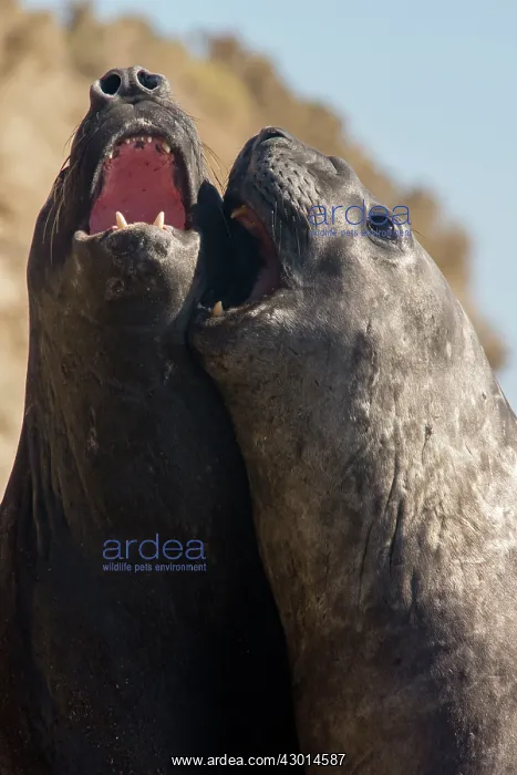  : Southern Elephant Seal (Mirounga leonina) playing