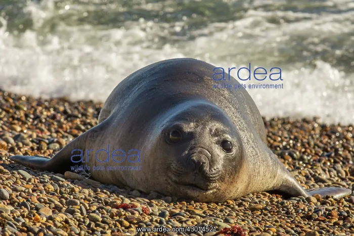 : Southern Elephant Seal (Mirounga leonina) resting : Southern Elephant Seal (Mirounga leonina) resting