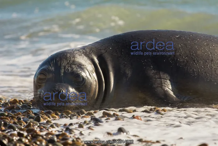 : Southern Elephant Seal (Mirounga leonina) resting : Southern Elephant Seal (Mirounga leonina) resting