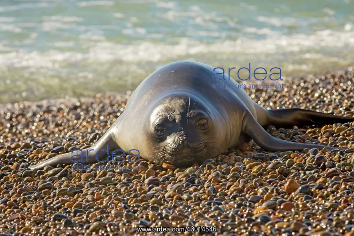  : Southern Elephant Seal (Mirounga leonina) resting