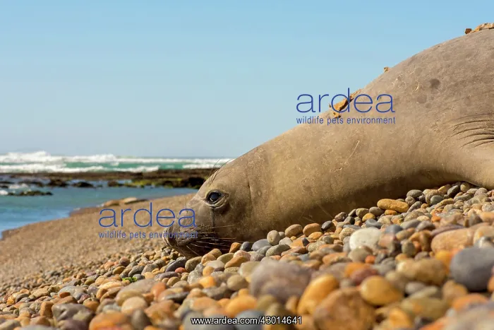 : Southern Elephant Seal (Mirounga leonina) resting : Southern Elephant Seal (Mirounga leonina) resting
