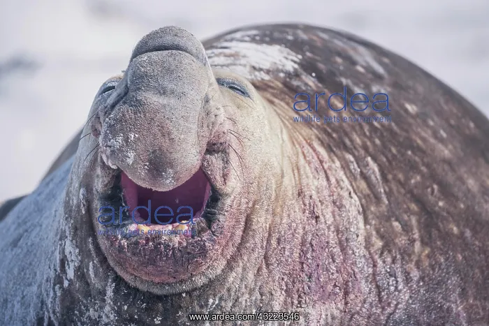 : Southern elephant seal (Mirounga leonina) roaring : Southern elephant seal (Mirounga leonina) roaring