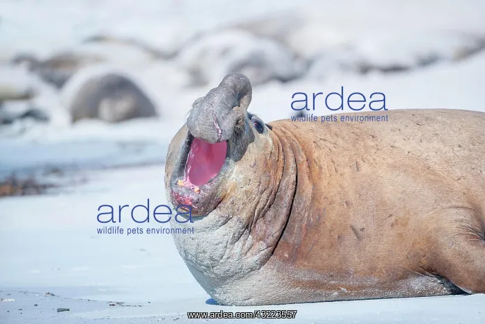 : Southern elephant seal (Mirounga leonina), roaring : Southern elephant seal (Mirounga leonina), roaring