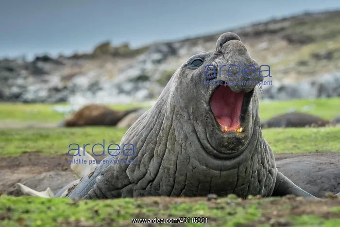 : Southern elephant seal (Mirounga leonina), roars : Southern elephant seal (Mirounga leonina), roars