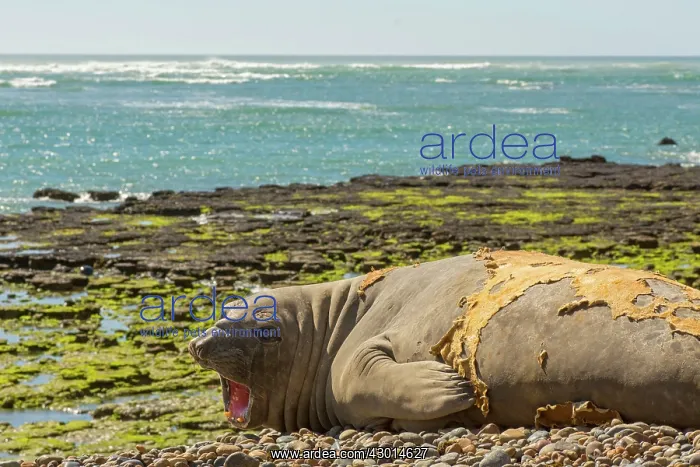 : Southern Elephant Seal (Mirounga leonina) screaming : Southern Elephant Seal (Mirounga leonina) screaming