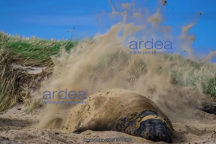 : Southern elephant seal (Mirounga leonina), throws : Southern elephant seal (Mirounga leonina), throws
