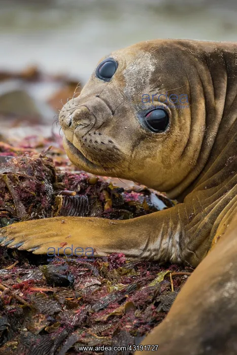 : Southern elephant seal (Mirounga leonina), young : Southern elephant seal (Mirounga leonina), young