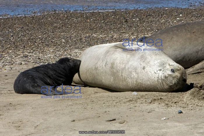 : Southern Elephant Seal - Nursing pup : Southern Elephant Seal - Nursing pup