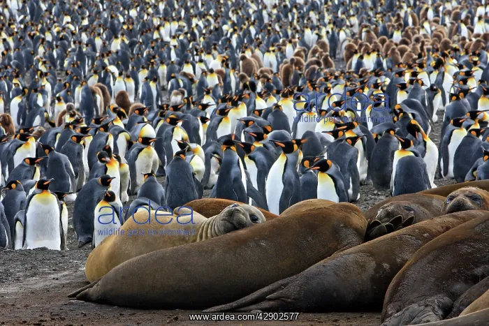 : Southern Elephant Seal - and Penguin colony : Southern Elephant Seal - and Penguin colony