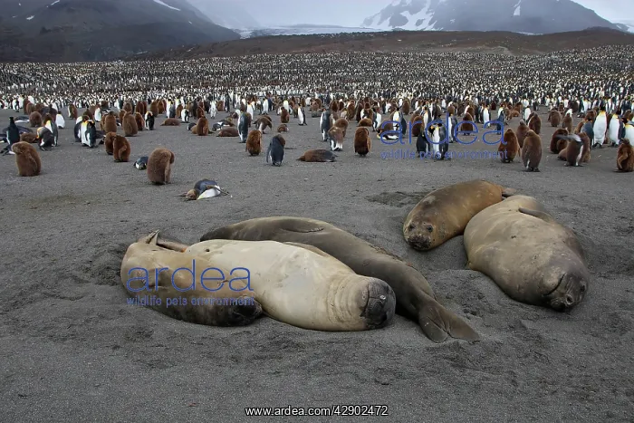 : Southern Elephant Seal - Penguin colony in the background : Southern Elephant Seal - Penguin colony in the background
