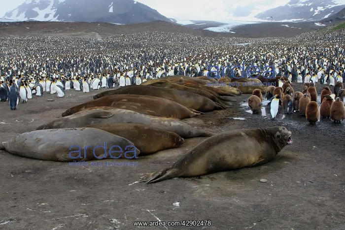 : Southern Elephant Seal - Penguin colony in the background : Southern Elephant Seal - Penguin colony in the background