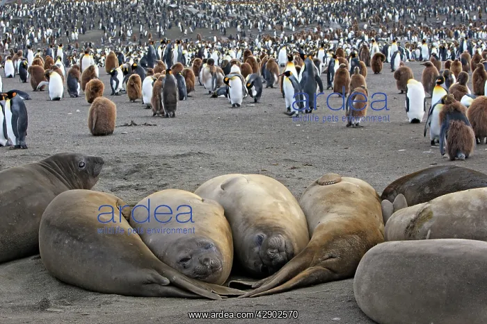 : Southern Elephant Seal - Penguin colony in the background : Southern Elephant Seal - Penguin colony in the background