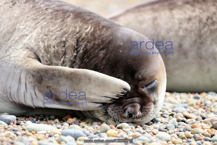 : Southern Elephant Seal - pup - : Southern Elephant Seal - pup -