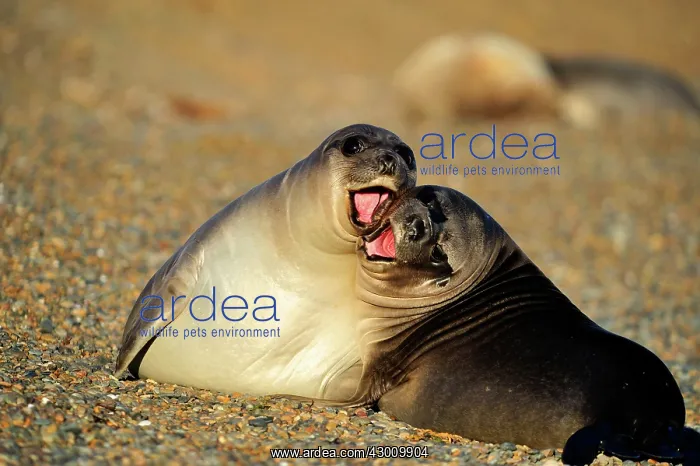 : Southern Elephant Seal - pups playing : Southern Elephant Seal - pups playing