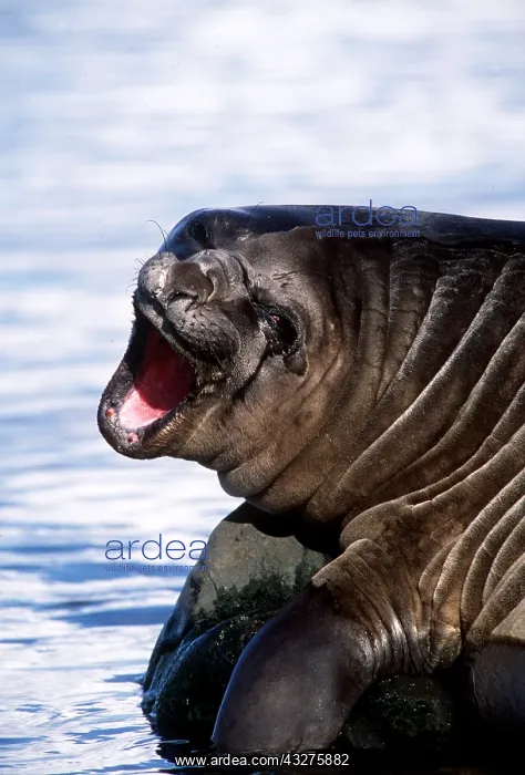 : SOUTHERN ELEPHANT SEAL - on rock, with mouth open : SOUTHERN ELEPHANT SEAL - on rock, with mouth open
