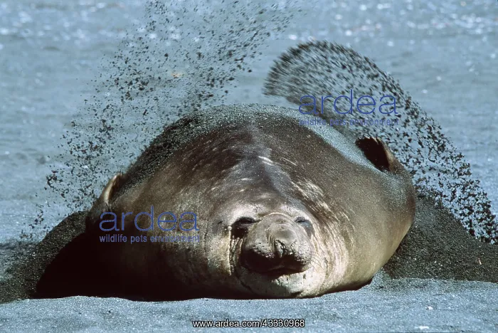 : SOUTHERN ELEPHANT SEAL - Sanding to protect skin : SOUTHERN ELEPHANT SEAL - Sanding to protect skin