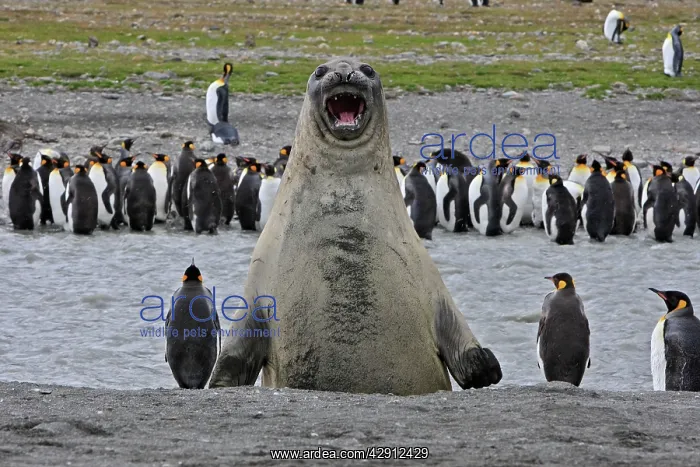 : Southern Elephant Seal - showing size comparison : Southern Elephant Seal - showing size comparison