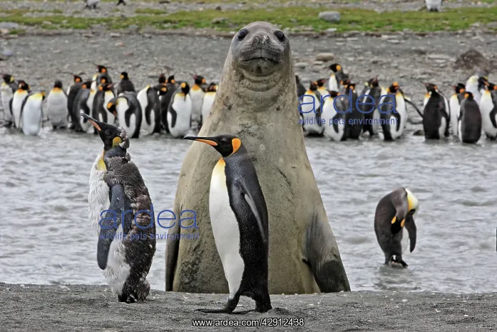 : Southern Elephant Seal - showing size comparison : Southern Elephant Seal - showing size comparison