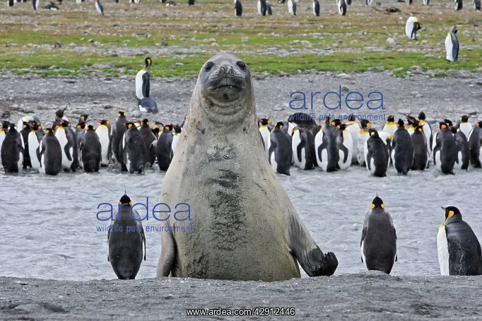 : Southern Elephant Seal - showing size comparison : Southern Elephant Seal - showing size comparison