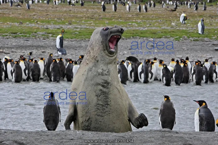 : Southern Elephant Seal - showing size comparison : Southern Elephant Seal - showing size comparison