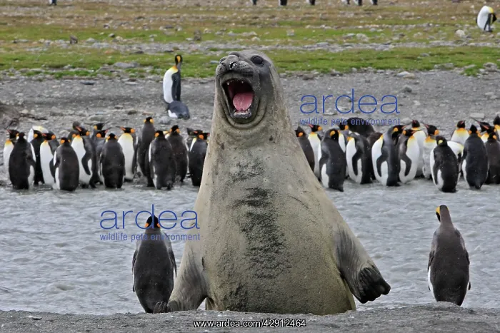 : Southern Elephant Seal - showing size comparison : Southern Elephant Seal - showing size comparison