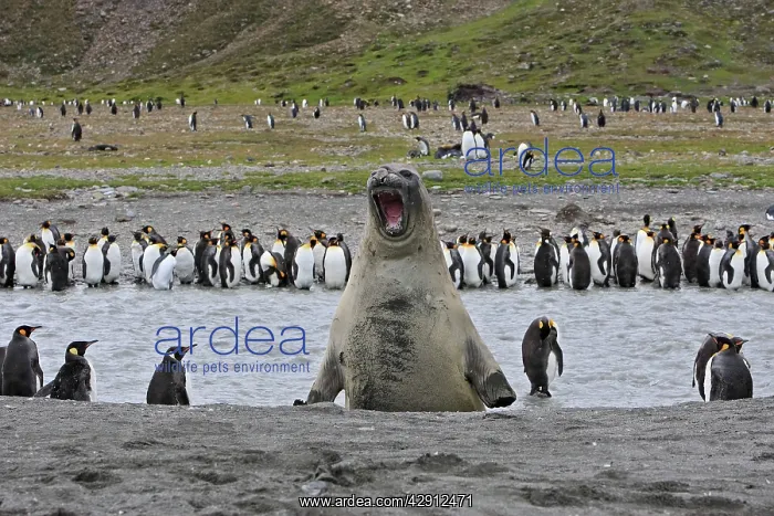 : Southern Elephant Seal - showing size comparison : Southern Elephant Seal - showing size comparison