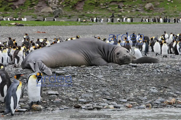 : Southern Elephant Seal - showing size comparison : Southern Elephant Seal - showing size comparison