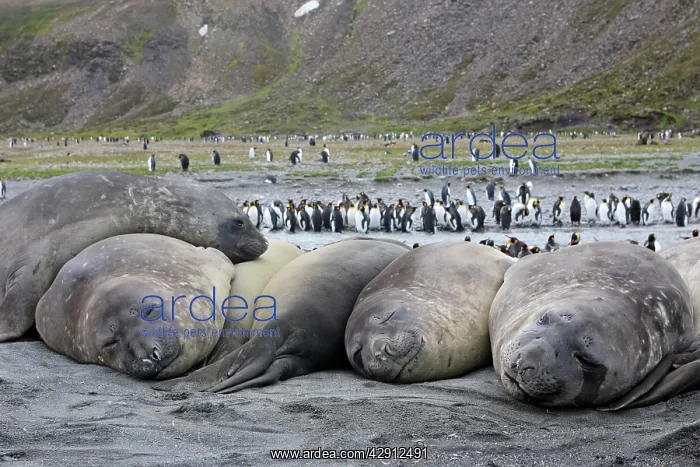 : Southern Elephant Seal - sleeping - with King Penguins : Southern Elephant Seal - sleeping - with King Penguins
