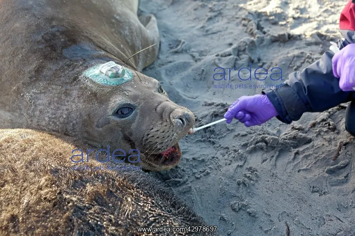 : Southern Elephant Seal - with tag - having examination : Southern Elephant Seal - with tag - having examination